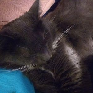 Meet your Posher, Dee